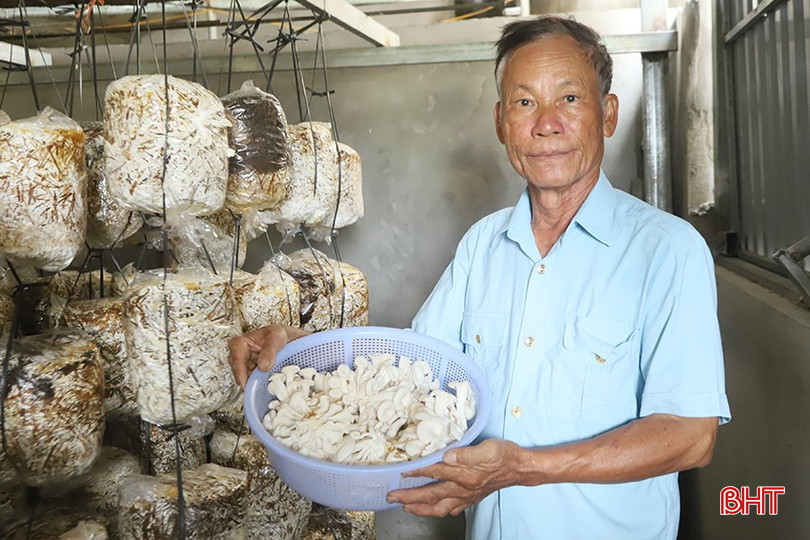Cựu chiến binh đầu tư tiền tỷ để trồng nấm